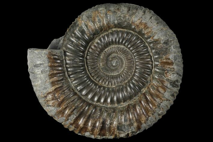 Dactylioceras Ammonite Fossil - England #100466